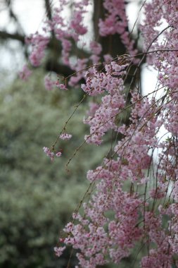 Ağlayan Kiraz Ağacının Çiçekleri