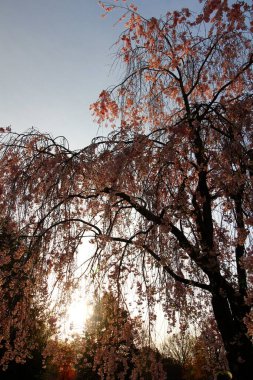 Ağlayan Kiraz Ağacının Çiçekleri