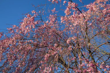 Ağlayan Kiraz Ağacının Çiçekleri