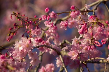 Ağlayan Kiraz Ağacının Çiçekleri