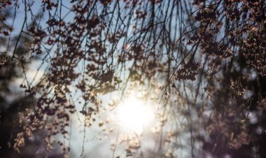 Ağlayan Kiraz Ağacının Çiçekleri