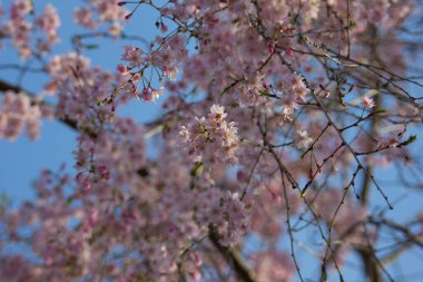 Ağlayan Kiraz Ağacının Çiçekleri