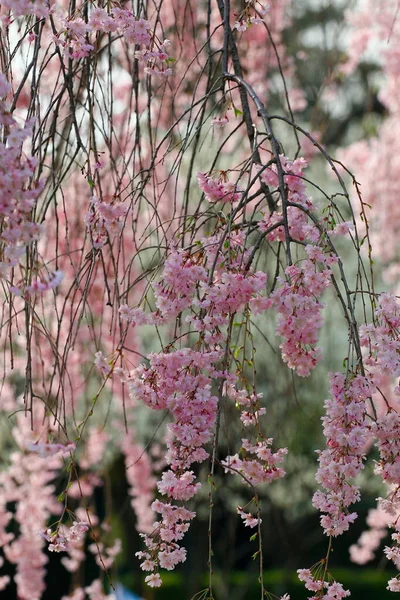 Květiny Plačící Třešně Strom — Stock fotografie