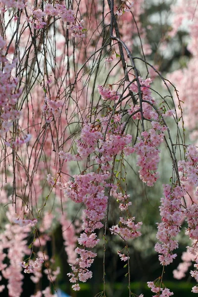 Flowers Weeping Cherry Tree — стоковое фото