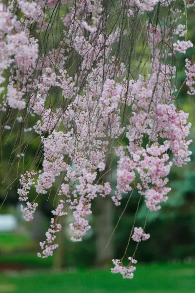 Flowers Weeping Cherry Tree — Stock Photo, Image