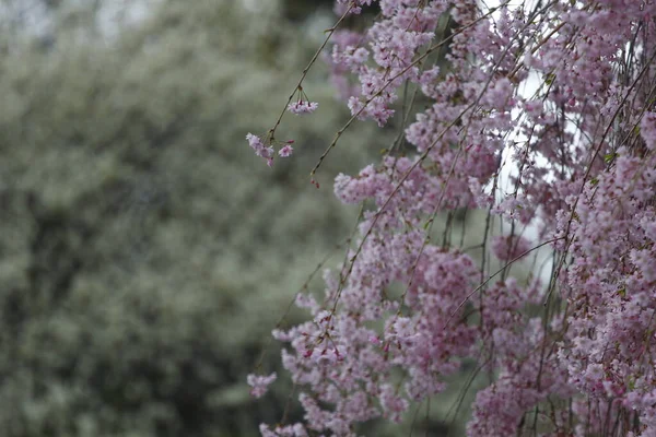 Blommor Gråtande Körsbärsträd — Stockfoto