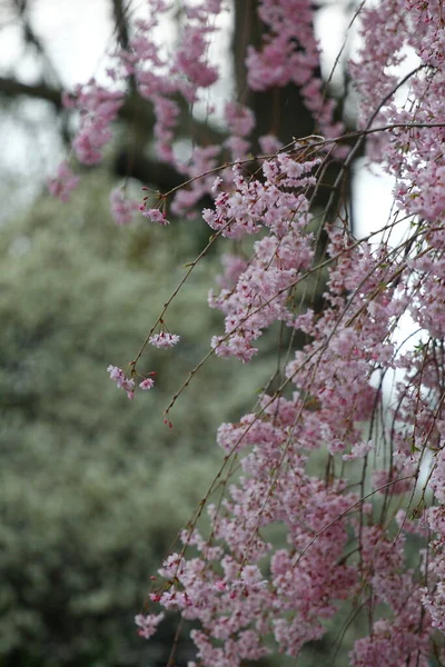 Flowers Weeping Cherry Tree — стоковое фото