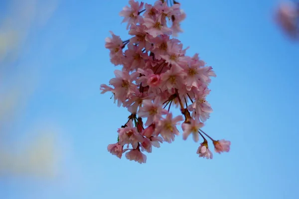 Flowers Weeping Cherry Tree — Stock Photo, Image