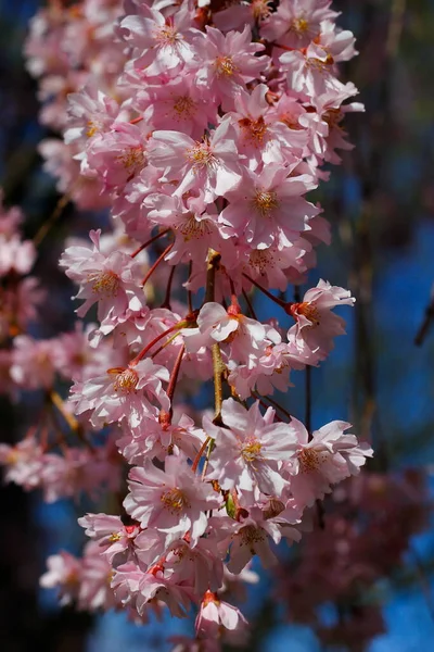 Flowers Weeping Cherry Tree — стоковое фото