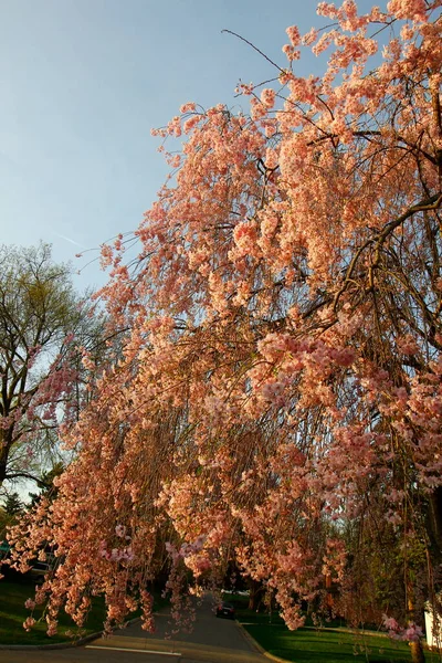 Bloemen Van Een Wenende Kers Boom — Stockfoto