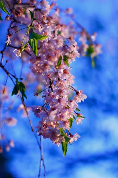 Flores Uma Cerejeira Que Chora — Fotografia de Stock