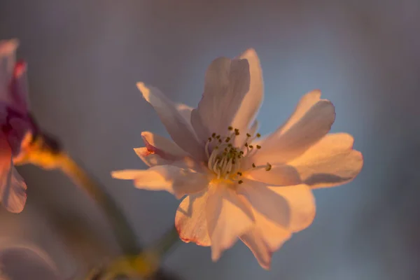 Flowers Weeping Cherry Tree — Stock Photo, Image