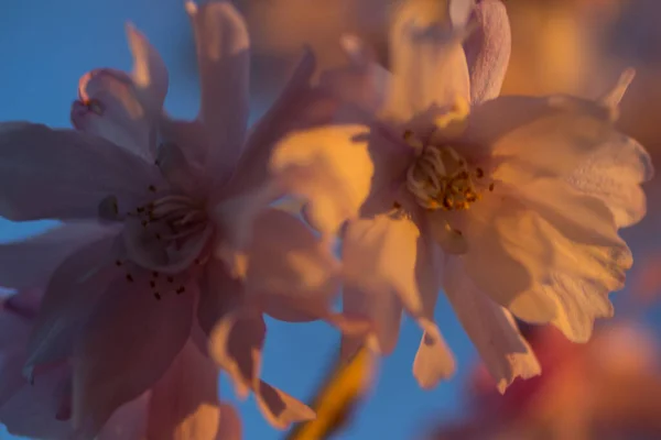 Flores Uma Cerejeira Que Chora — Fotografia de Stock