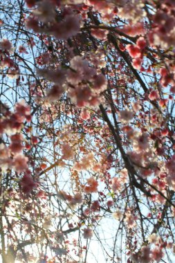 Ağlayan Kiraz Ağacının Çiçekleri