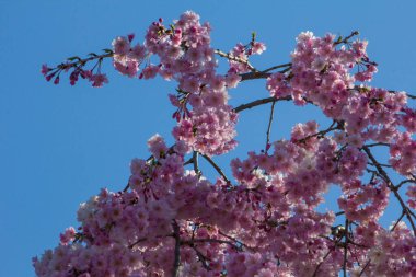 Ağlayan Kiraz Ağacının Çiçekleri