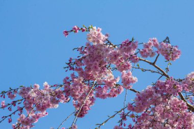 Ağlayan Kiraz Ağacının Çiçekleri