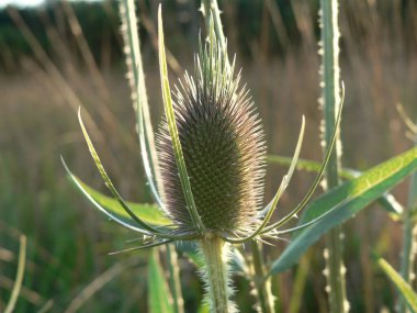 Açık havada bir devedikeni manzarası