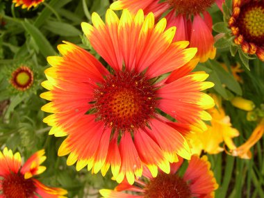 Hint Battaniyesi Çiçeği Manzarası