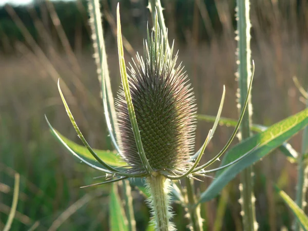 Açık havada bir devedikeni manzarası