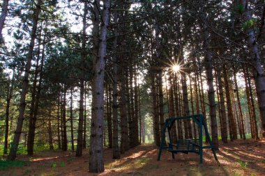 Güneşle parlayan bir ormanda sallan