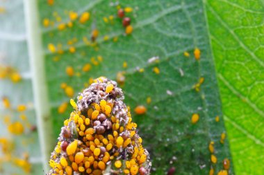 Milkweed Bitkisi Üzerine Onlarca Yaprak Bitkisi