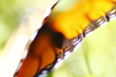 Bir Kral Kelebeğinin Yakından Görünüşü