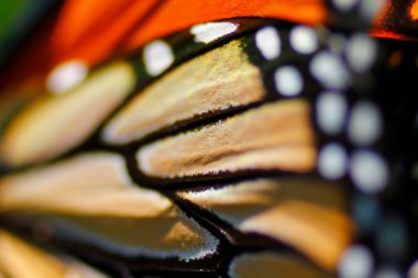 Bir Kral Kelebeğinin Yakından Görünüşü