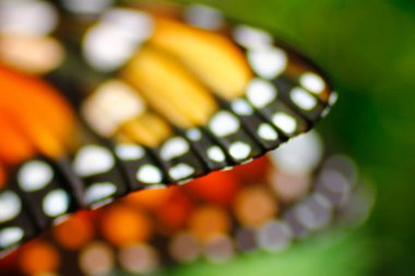 Bir Kral Kelebeğinin Yakından Görünüşü