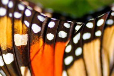 Bir Kral Kelebeğinin Yakından Görünüşü