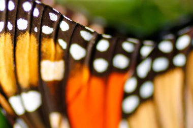 Bir Kral Kelebeğinin Yakından Görünüşü