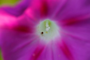 Yakın çekim Bir Sabah Zaferi Çiçeği Görünümü