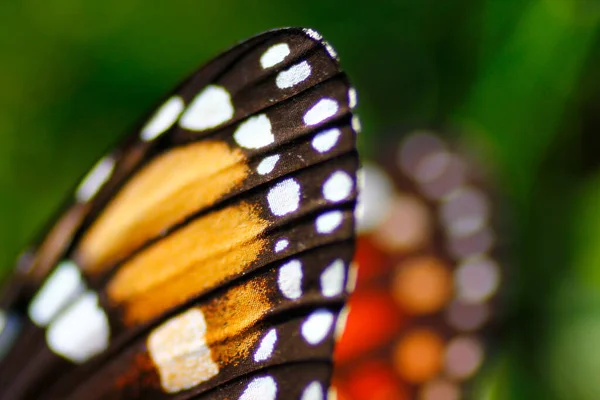 Крупный План Бабочки Монарха — стоковое фото