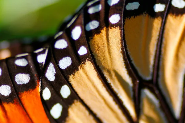 Primo Piano Veduta Una Farfalla Monarca — Foto Stock