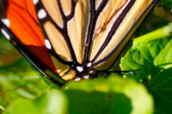 Vista Cerca Una Mariposa Monarca — Foto de Stock