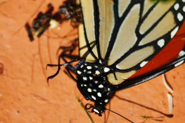 Vista Cerca Una Mariposa Monarca — Foto de Stock