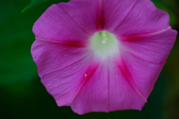 Närbild Visa Morgon Härlighet Blomma — Stockfoto