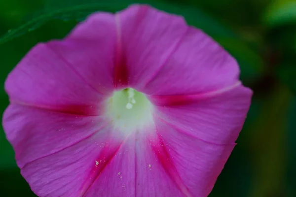 Close Uitzicht Een Ochtend Glorie Bloem — Stockfoto