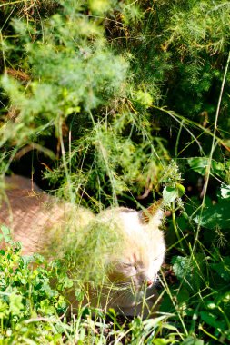 Kremalı Tekir Kedi Bahçede Saklanıyor