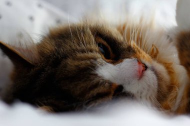 Ragamuffin Kedisi Beyaz Yatak Çarşafları Üzerinde Uyuyor