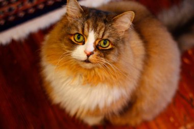 Ragamuffin Kedisi Yerden Yukarı Bakıyor