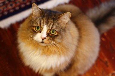 Ragamuffin Kedisi Yerden Yukarı Bakıyor