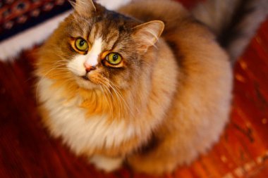 Ragamuffin Kedisi Yerden Yukarı Bakıyor