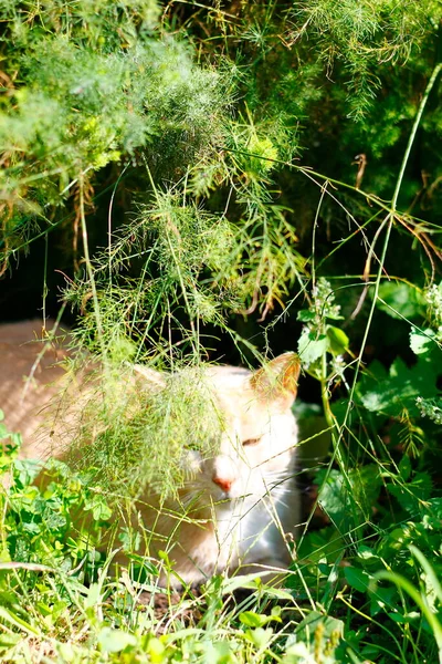 奶油禁忌猫躲藏在花园 — 图库照片