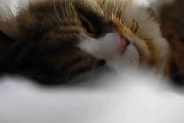 Ragamuffin Katze Schläft Auf Einem Bett — Stockfoto
