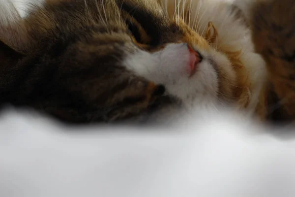 Ragamuffin Katze Schläft Auf Weißen Bettlaken — Stockfoto