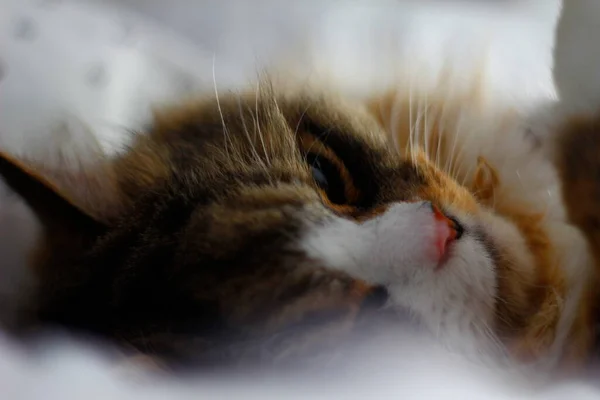 Ragamuffin Kedisi Beyaz Yatak Çarşafları Üzerinde Uyuyor — Stok fotoğraf