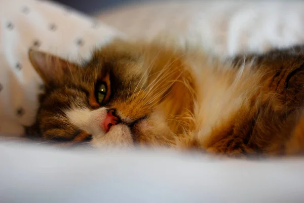 Ragamuffin Katze Schläft Auf Einem Bett Mit Weißen Laken — Stockfoto