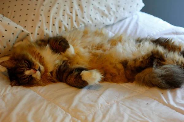 Ragamuffin Katze Schläft Auf Einem Bett Mit Weißen Laken — Stockfoto