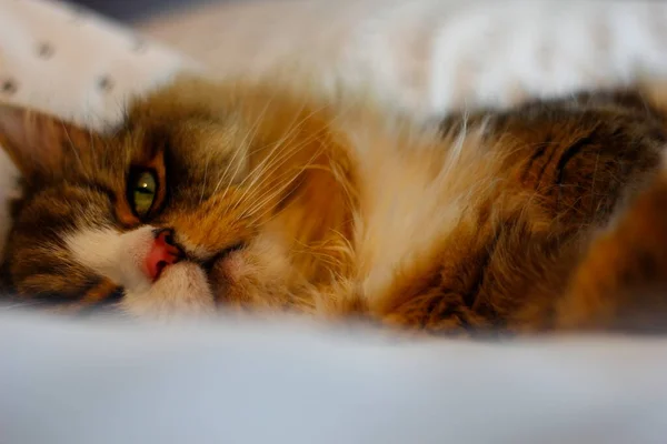 Ragamuffin Gato Durmiendo Una Cama Con Sábanas Blancas —  Fotos de Stock