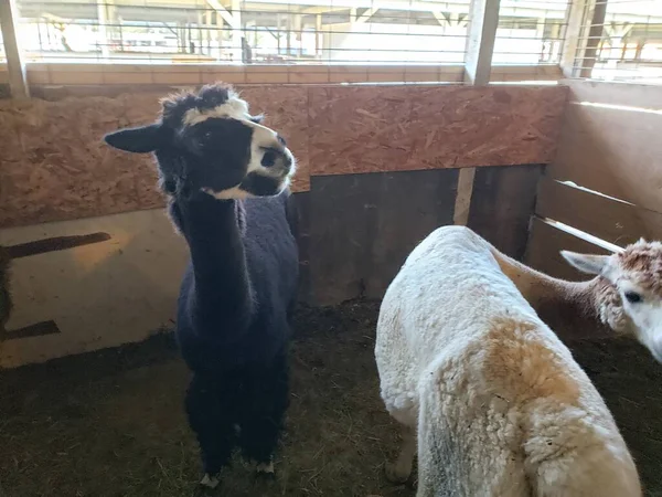 Par Alpacas Pluma —  Fotos de Stock